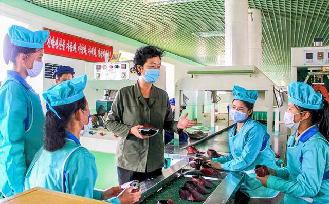 북한 노동당 기관지 노동신문은 12일 “훌륭한 성장의 자양분은 ‘사랑과 정’”이라고 강조했다. 신문은 원산구두공장의 초급 당 위원회 일꾼들의 사업을 조명하며 이들의 노력으로 중등학원을 졸업하고 바로 공장에 온 여성종업원들이 성과를 내고 있다고 부각했다. 평양 노동신문 뉴스1