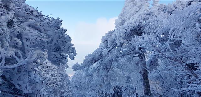 하얀 눈꽃 절정 이룬 제주 한라산