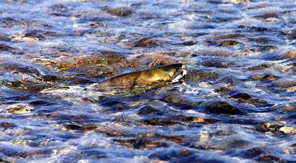 남대천으로 귀향한 연어