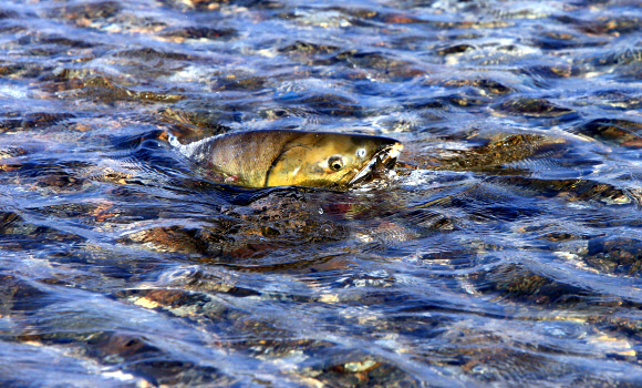 남대천으로 귀향한 연어