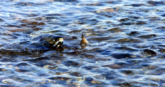 귀향한 연어