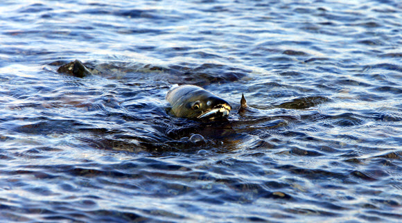 귀향한 연어들의 분주한 움직임