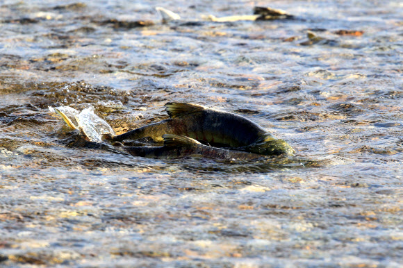 귀향한 연어들의 분주한 움직임