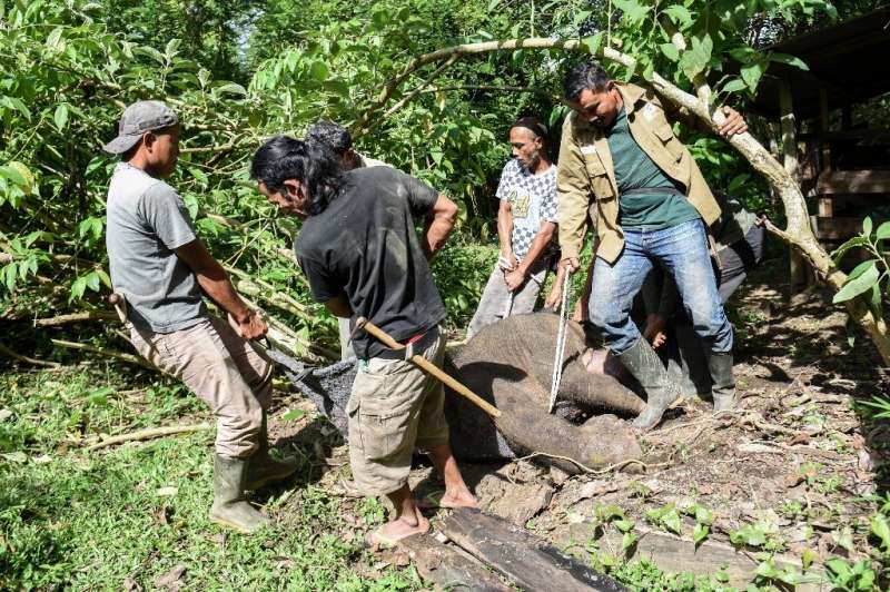 인도네시아 아체주 주민들이 밀렵꾼들의 덫에 걸려 코가 절반쯤 잘려나간 아기코끼리를 끌어내려 힘을 모으고 있다. 
