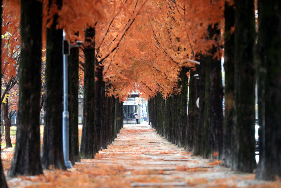 낙옆 쏟아내는 갈색 가을