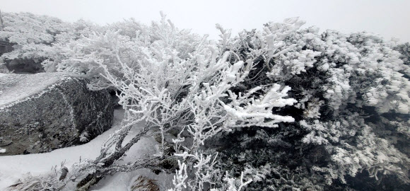 제주도 산지에 대설주의보
