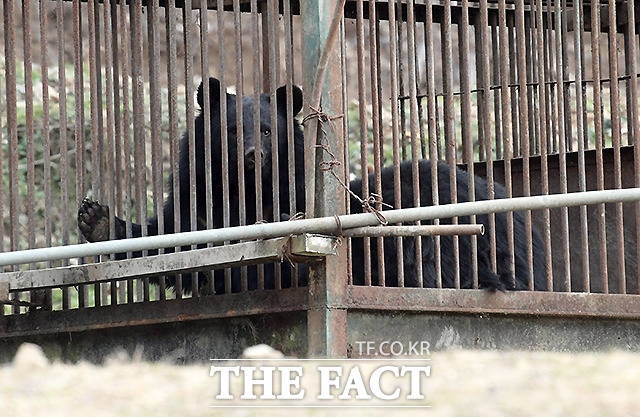 경기 용인시의 한 곰 사육농장에서 반달가슴곰 5마리가 탈출해 이틀째 수색작업 중인 23일 해당 사육장의 곰들이 철창 너머로 취재진을 바라보고 있다. 더팩트