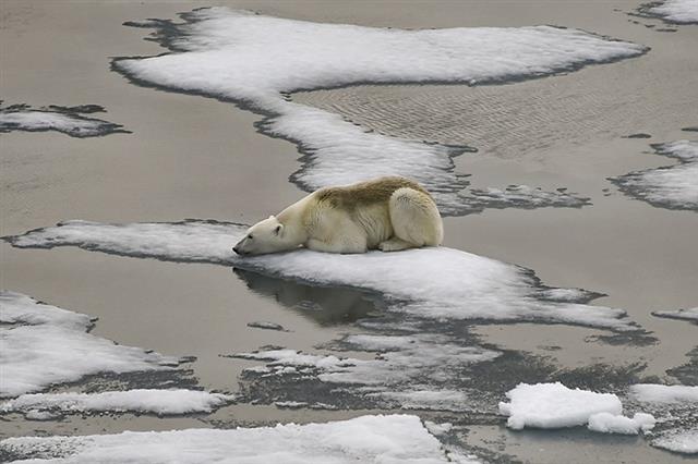 녹아 버린 북극 얼음 위에 위태롭게 앉아 있는 북극곰은 기후변화의 대표적 이미지로 사람들 뇌리에 새겨져 있다. 유럽 과학자들이 북극의 얼음 녹는 속도를 가속화한 새로운 이유를 밝혀냈다. 네이처 제공