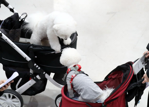 인사하는 반려견들