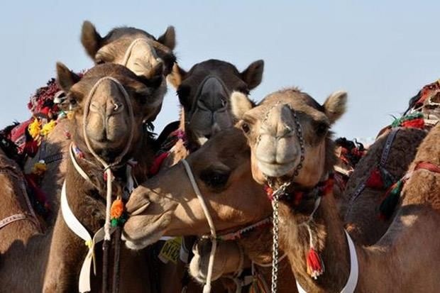사막의 낙타들