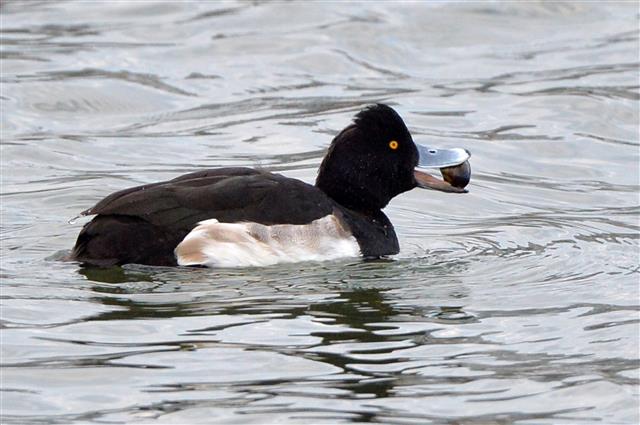 겨울철새인 댕기흰죽지가 6일 경북 포항시 남구 연일읍 형산강에서 잡은 조개를 먹고 있다. 2021.12.6  뉴스1