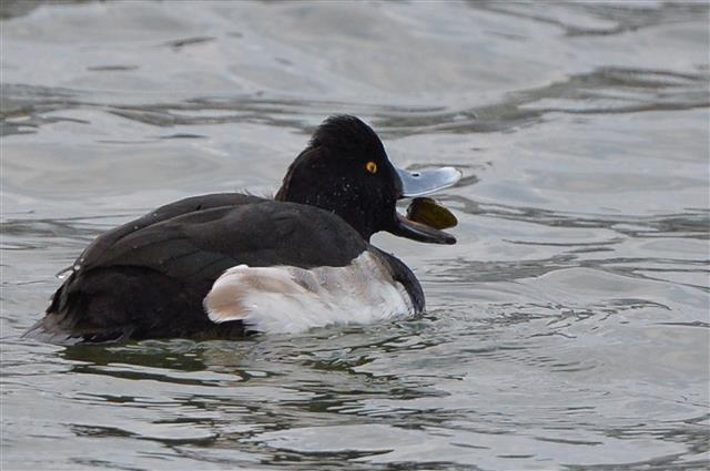 겨울철새인 댕기흰죽지가 6일 경북 포항시 남구 연일읍 형산강에서 잡은 조개를 먹고 있다. 2021.12.6  뉴스1