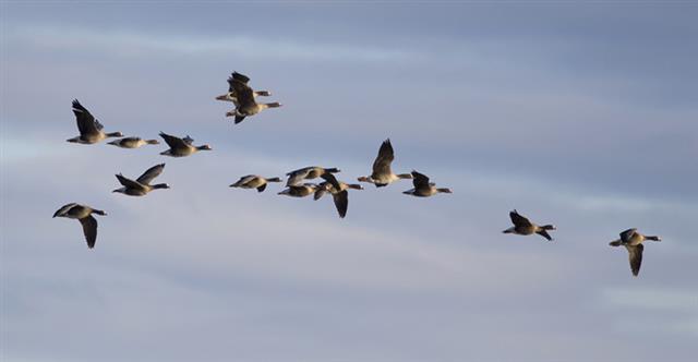철새인 도요새는 북반구 알래스카에서 남반구 뉴질랜드까지 약 1만 1500㎞를 쉬지 않고 1주일 동안 날아간다. 장거리를 이동하는 철새일수록 깃털색이 옅다는 연구 결과가 나왔다. 한국의 대표적 겨울 철새 쇠기러기떼(사진)가 이동하는 모습. 사이언스 제공