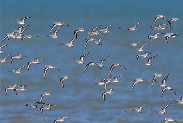 철새인 도요새는 북반구 알래스카에서 남반구 뉴질랜드까지 약 1만 1500㎞를 쉬지 않고 1주일 동안 날아간다. 장거리를 이동하는 철새일수록 깃털색이 옅다는 연구 결과가 나왔다. 세가락도요떼가 이동하는 모습. 커런트 바이올로지 제공