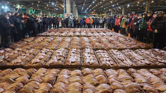 14일 오전 부산 서구 부산공동어시장에서 지난밤 제주 해역에서 조업 된 참돔 2만5000 마리가 경매에 부쳐져 판매되고 있다. 부산공동어시장 제공