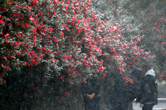 제주 중산간에 눈보라가 휘몰아친 17일 오후 제주 서귀포시 안덕면의 한 동백꽃 명소를 찾은 관광객들이 동백꽃을 배경으로 사진을 찍고 있다. 2021.12.17 연합뉴스