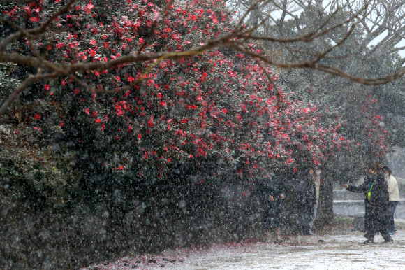 제주 중산간에 눈보라가 휘몰아친 17일 오후 제주 서귀포시 안덕면의 한 동백꽃 명소를 찾은 관광객들이 동백꽃을 배경으로 사진을 찍고 있다. 2021.12.17 연합뉴스