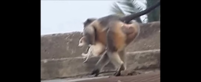 인도 마하라슈트라주(州)에서 개를 납치해 가는 원숭이의 모습. 트위터 캡처