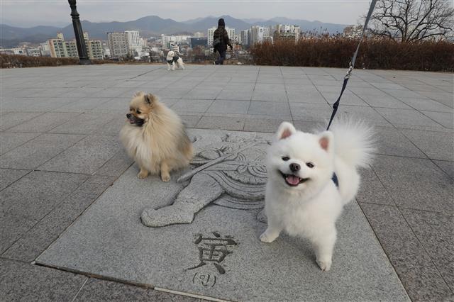 한파가 주춤하며 평년 기온을 회복한 28일 오후 대구 동구 해맞이동산으로 주인과 산책 나온 반려견이 십이신왕(十二神王) 가운데 범을 상징하는 ‘인(寅)’ 위에서 장난을 치고 있다.  대구 동구는 지난해에 이어 올해도 신종 코로나바이러스 감염증(코로나19) 확산 방지를 위해 해맞이 행사를 취소한다고 밝혔다. 2021.12.28  뉴스1