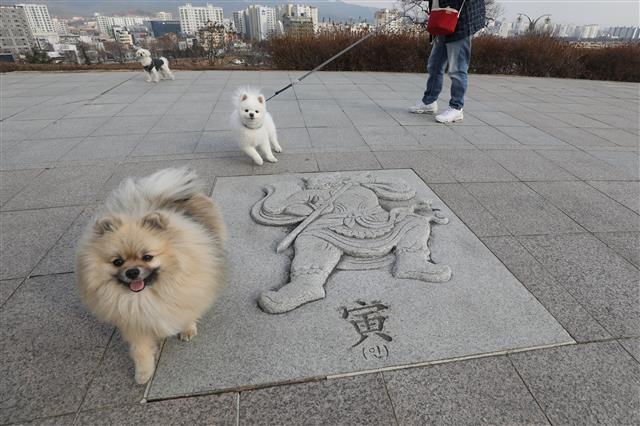 한파가 주춤하며 평년 기온을 회복한 28일 오후 대구 동구 해맞이동산으로 주인과 산책 나온 반려견이 십이신왕(十二神王) 가운데 범을 상징하는 ‘인(寅)’ 위에서 장난을 치고 있다.  대구 동구는 지난해에 이어 올해도 신종 코로나바이러스 감염증(코로나19) 확산 방지를 위해 해맞이 행사를 취소한다고 밝혔다. 2021.12.28  뉴스1