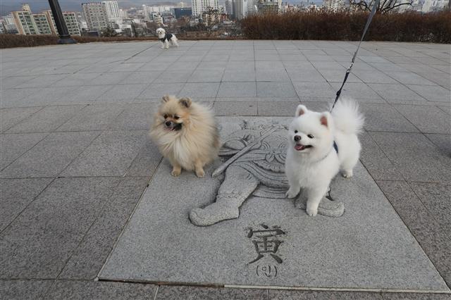 한파가 주춤하며 평년 기온을 회복한 28일 오후 대구 동구 해맞이동산으로 주인과 산책 나온 반려견이 십이신왕(十二神王) 가운데 범을 상징하는 ‘인(寅)’ 위에서 장난을 치고 있다.  대구 동구는 지난해에 이어 올해도 신종 코로나바이러스 감염증(코로나19) 확산 방지를 위해 해맞이 행사를 취소한다고 밝혔다. 2021.12.28  뉴스1
