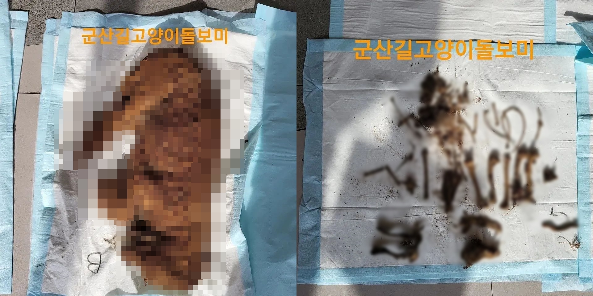 군산 푸들 입양 고문 학대 사건