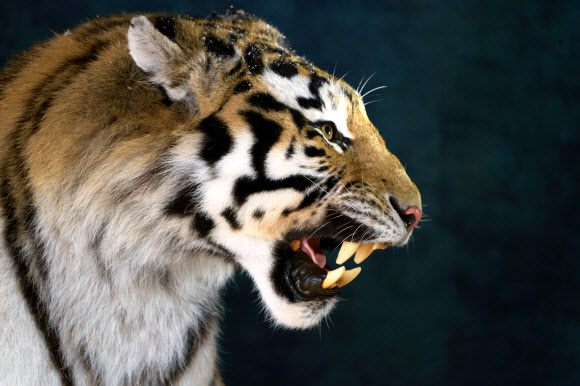 서울대공원서 자연사한 시베리아 호랑이 ‘강산’ 박제로 재탄생