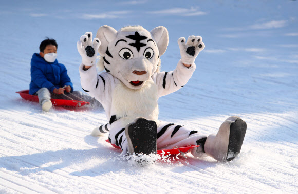 2일 오후 대구 달서구 이월드 눈썰매장에서 시민과 호랑이 인형이 썰매를 타며 휴일을 즐기고 있다. 2022.1.2  연합뉴스