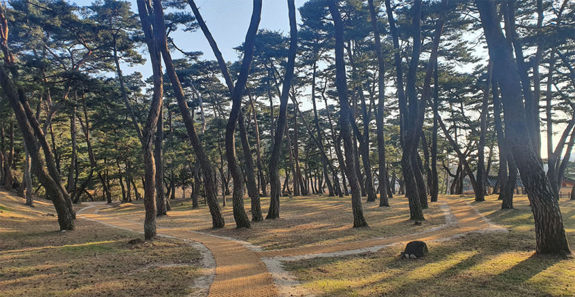 영주 소수서원 명품 둘레길의 소나무 숲 전경. 영주시는 최근 1.3㎞에 이르는 소수서원 명품 둘레길을 조성했다. 영주시 제공