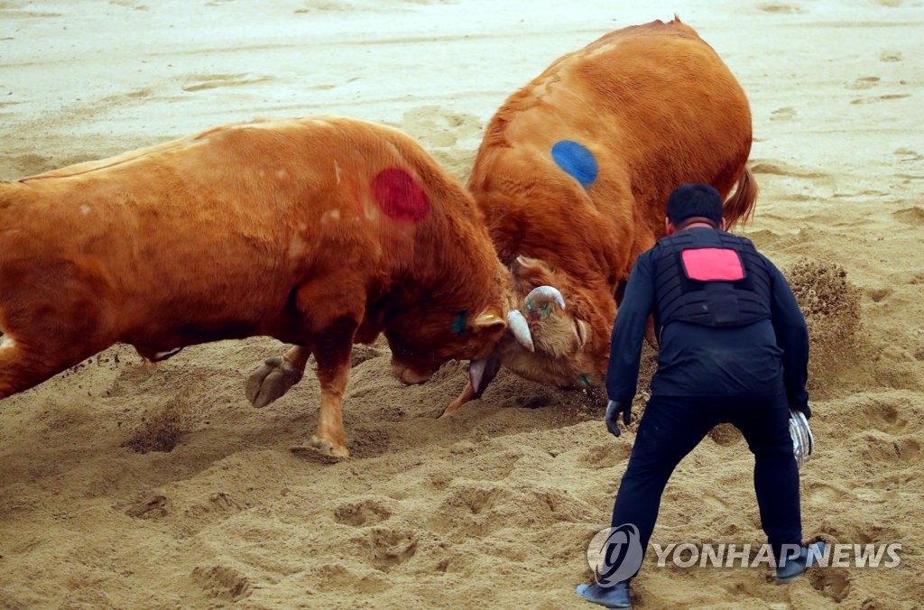 청도 소싸움 경기 장면. 연합뉴스  