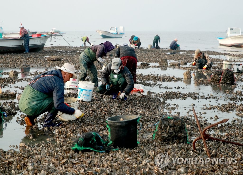 충남 태안군 어민들이 굴을 수확하는 모습.  연합뉴스