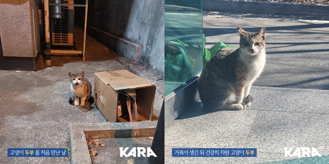 지난 26일 살해된 고양이 ‘두부’의 생전 모습. 사진=동물권행동 카라 페이스북 캡처
