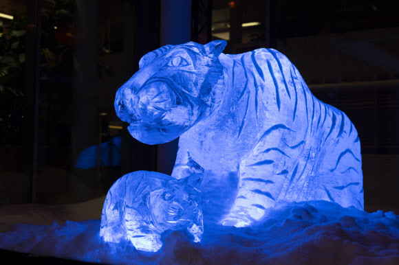 음력 새해를 하루 앞둔 31일(현지시간) 핀란드 수도 헬싱키 거리에 호랑이해를 기념하는 호랑이 모양 얼음 조각상이 놓여 있다. 헬싱키 신화 연합뉴스