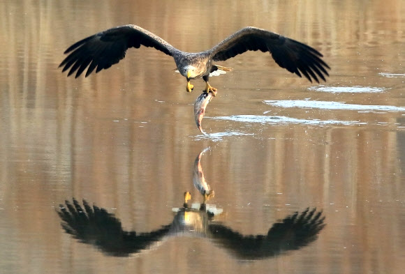 물고기 사냥한 흰꼬리수리