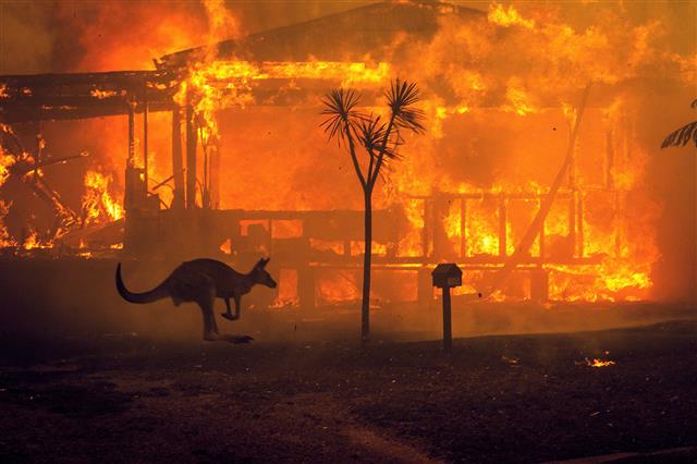 코로나19 팬데믹 발생 직전인 2019년 9월 시작된 호주 산불은 6개월 동안 이어지면서 사상 최악의 산불로 기록됐다. 네이처 제공