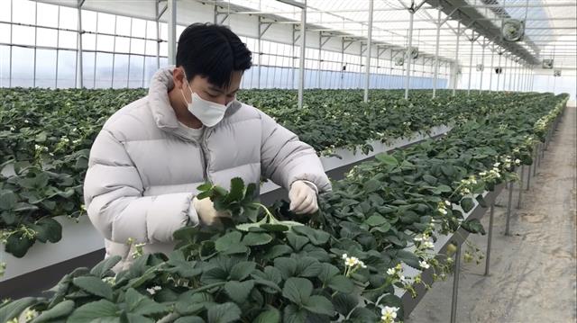청년농부 박태준씨가 지난 7일 방문한 충남 논산시 부적면의 딸기 농장에서 오래된 잎을 제거하고 있다.