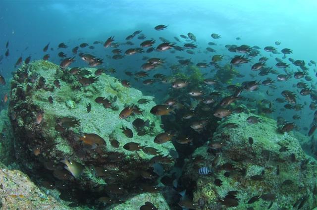 독도를 품은 동해의 수온이 지난 반세기 동안 약 1.7도 상승하면서 여름철 독도 근처에서 아열대성 어종들이 새롭게 발견되는 일이 잦아졌다. 토착어종들이 여전히 독도를 지키는 중에도 생태계 변화가 진행 중이다. 사진은 2010년 이후 독도 주변 바닷속에서 촬영된 물고기들. 인상어 무리. 해양수산부 공식블로그 캡처
