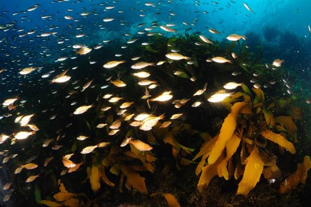 독도를 품은 동해의 수온이 지난 반세기 동안 약 1.7도 상승하면서 여름철 독도 근처에서 아열대성 어종들이 새롭게 발견되는 일이 잦아졌다. 토착어종들이 여전히 독도를 지키는 중에도 생태계 변화가 진행 중이다. 사진은 2010년 이후 독도 주변 바닷속에서 촬영된 물고기들. 자리돔 무리. 해양수산부 공식블로그 캡처