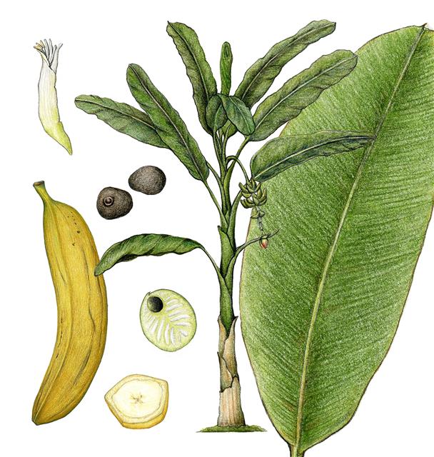 현재 가장 널리 재배되는 바나나인 캐번디시는 워디언 케이스에 포장된 채 중국과 영국, 사모아제도로 이동하며 전 세계로 퍼졌다.
