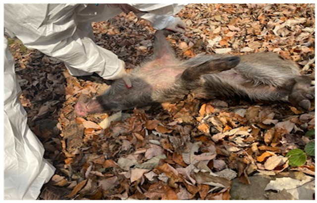 충북 단양에서 발견된 야생멧돼지 폐사체. 환경부 제공
