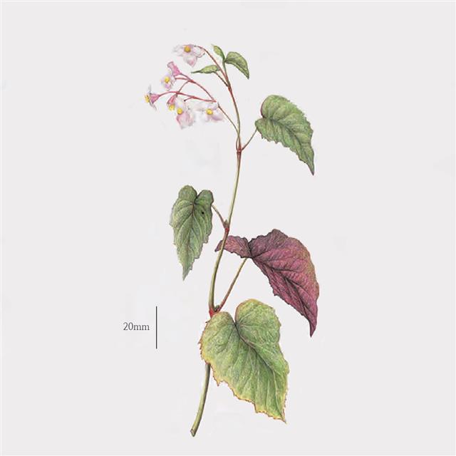큰베고니아는 꽃의 형태가 꽃사과, 명자나무류와 비슷해 중국에서 해당화라는 이름으로 불렸다.