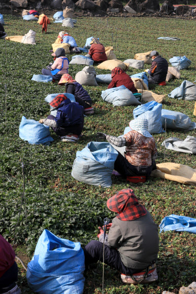 제주 취나물 수확