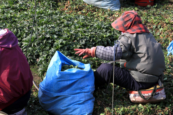 제주 취나물 수확