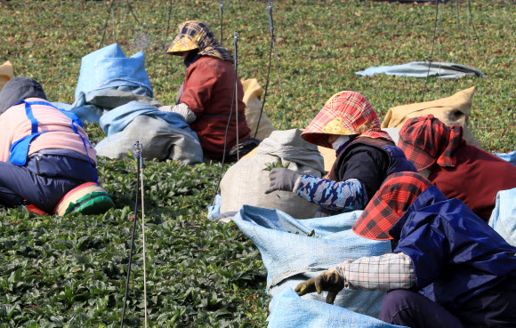 제주 취나물 수확