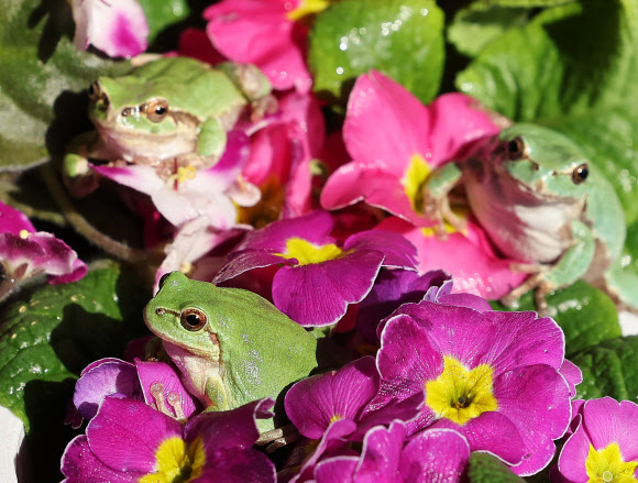 경칩을 이틀 앞둔 3일 오후 경기도 화성시 경기도농업기술원 곤충자원센터에서 연구용 청개구리가 꽃 화분 위에 올라가 있다. 2022.3.3  연합뉴스