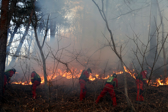 산불 진화하는 소방대원