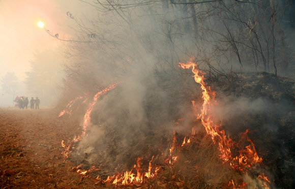 ‘불타는 장뇌삼밭’