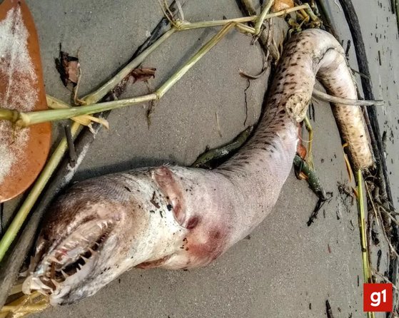 브라질 남동부 해변에서 발견된 2m 길이의 ‘점박이곰치’ 추정 사체. G1보도 캡처