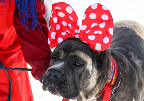 MOSCOW REGION, RUSSIA - MARCH 6, 2022: A dog with a bow is seen during Bakshevskaya Maslenitsa festival in the Pushkino District of the Moscow Region. Maslenitsa is a traditional Russian folk holiday celebrated during the week preceding the Lent. TASS 연합뉴스