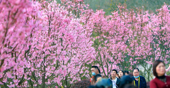 People view cherry blossom in the springtime in Luzhou, southwest China‘s Sichuan Province, March 6, 2022. Xinhua 연합뉴스